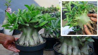 How to make your adenium plant have lots of branches. desert rose plant.