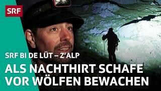 Amerikaner Joshua: Nachtwächter über 700 Schafe im Sommer | Z'Alp – SRF bi de Lüt | 2024 – 2/4 | SRF