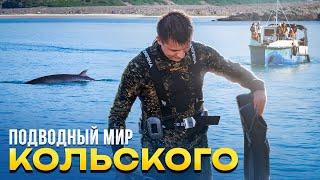 Подводные приключения на Кольском полуострове | Смотрим на китов, готовим и едим морской огурец