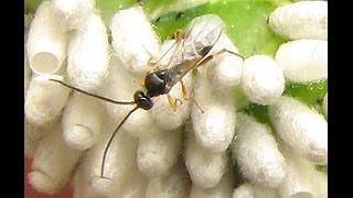 Entomología, Insectos en la agricultura - TvAgro By Juan Gonzalo Angel