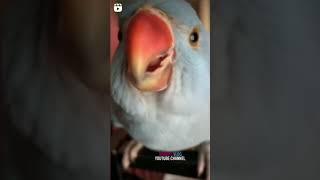 Cute Baby Parrot  Subscribe to Shabu's Vlog for Cute & informative Pet Videos #Parrot #CuteBird 