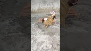 #kutta #ne #ki #bathroom #keandar# chipkedance#shortvideo #funnyvideo
