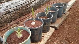 Bunya Tree's grown from seed.