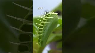 Beetle | Venus Fly Trap | Dionaea Muscipula | #insectkiller #flytrap #shortsfeed #shorts