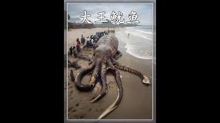 能長到700斤重的大魷魚，大王酸漿魷，南極深海巨無霸 #大王酸漿魷 #神奇的動物在抖音 #動物的迷惑行為 #動物科普