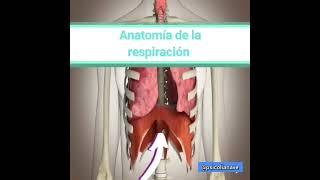 Respiración diafragmática