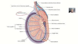 Embryology, Histology and physiology of leydig cells