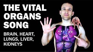 THE ORGANS SONG (Brain, Heart, Lungs, Liver, Kidneys)