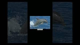 Friendliest Animals In The World #shorts