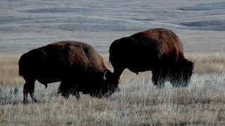 Two male bison grazing on the Bison Calving Plains - Grasslands National Park - explore.org