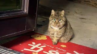 A big fat cat moved into the cat house in my yard