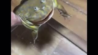 Screaming frog in water meme