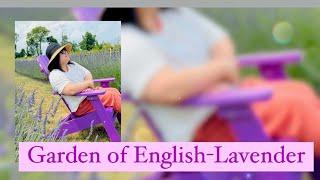 GARDEN OF ENGLISH LAVENDER || Happy Day Farms,Manalapan New Jersey @mrs.gadventuresGLEE2405