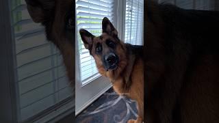 The lip quiver.  #germanshepherd #dog #gentlegiant