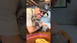 Contrafilé para meus #americanbully 