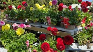 Dahlias in Pots for sale London Garden Centre 