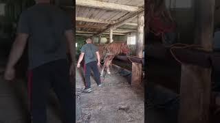 WILD HORSES /ДИКІ КОНІ.