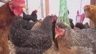 Egg prices soar as bird flu impacts farms across U.S.