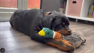 5 Months Old Rottweiler Puppy Goes Toy Shopping