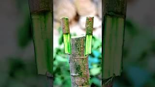 Apple plant grafting skills very easy #apple #plants #grafting #gardening #shorts