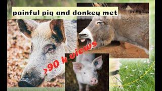 donkey mate a pig and a pig feels a pain