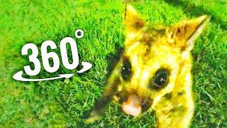 Possum VR 360 Melbourne Australia 3D World's Cutest Animals Opossum like