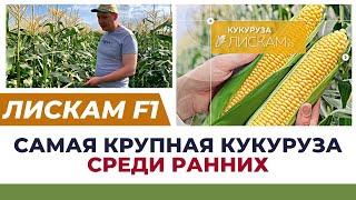 ОБЗОР КУКУРУЗЫ "ЛИСКАМ F1". #кукуруза #сладкаякукуруза #агробизнес #агроном #удобрения #полеводтв