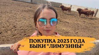 Мы купили трех комолых быков породы Лимузин | Покупка 2023 года| Ферма у озера | Озеро Эльтон