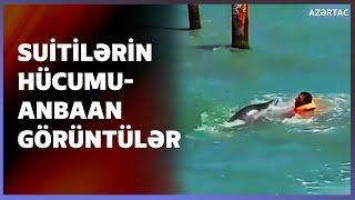 Xəzər dənizində suiti insanlara hücum etdi