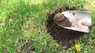 Mole trapping made easy 2016