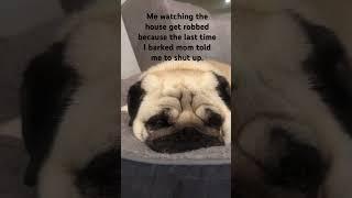 Not my problem! #rosieandotto #pugspugspugs #funny