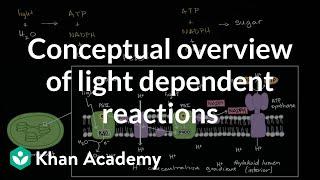 Conceptual overview of light dependent reactions