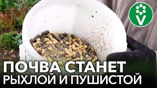 ТЯЖЕЛАЯ ГЛИНИСТАЯ ПОЧВА СТАНЕТ РЫХЛОЙ И ЛЕГКОЙ КАК ПУХ, если сделать это осенью