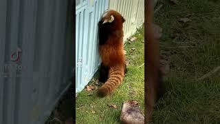 I won't tell you that I'm an agent.#fy #fyp #trending #cute #adorable #redpanda #Iove