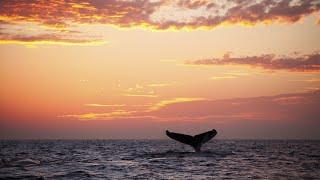 GORGEOUS Maui Sunset Cruise! | Pride of Maui