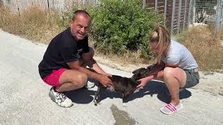 Piccolo is a little boy over 8 years old and he is a special needs dog  - Takis Shelter