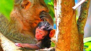 New World Welcome April Gave Birth Her Newborn Really Beautiful....! Primate YPP