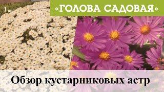 Голова садовая - Обзор кустарниковых астр