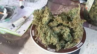 Взвешивание Alaskan Puprple Seedsman Auto от Мария Любит Хуана #взвешивание#сухиешишки