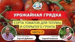 Жирные томаты и томаты Сахара от компании СеДеК.