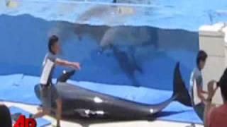 Raw Video: Dolphin Jumps Out of Tank During Show