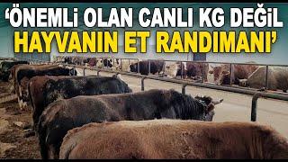 Amacımız Et Oranının, Randımanın Yüksek Olması (Kurbanlık Bakım-Besleme) Ayluçtarhan Besi Çiftliği