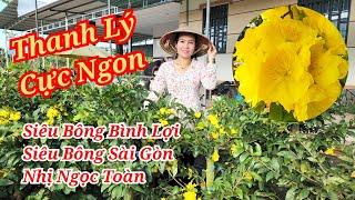 ĐIỆP 0968282738 MAI SIÊU BÔNG BÌNH LỢI SÀI GÒN NHỊ NGỌC TOÀN CỰC RẺ GOM LẸ 07/03/2025 | Bến Tre Ơi