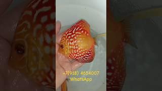 Дискусы в Нижний Новгород #discus #aquarium #аквариум #аквариумныерыбки #shorts #short