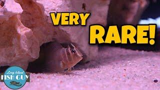 FRESHWATER BLENNY! COUNTRY CRITTERS FISH STORE TOUR 2020!