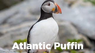 Birds of the World | 26 | Atlantic Puffin | Puffins |  Fratercula arctica | Alcidae