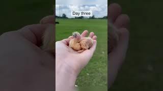 Baby pigeons by MaryCarl #pigeons