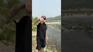 Судак дуреет от червя. Ловля судака #fishing #рыбалканафидер #carp #судак #река