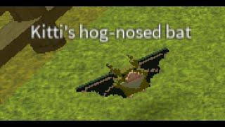 How To Get Kitti's Hog-Nosed Bat Creatures Tycoon Roblox