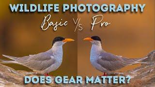Wildlife Photography: Basic Vs Pro - Does Your Photography Gear Matter?